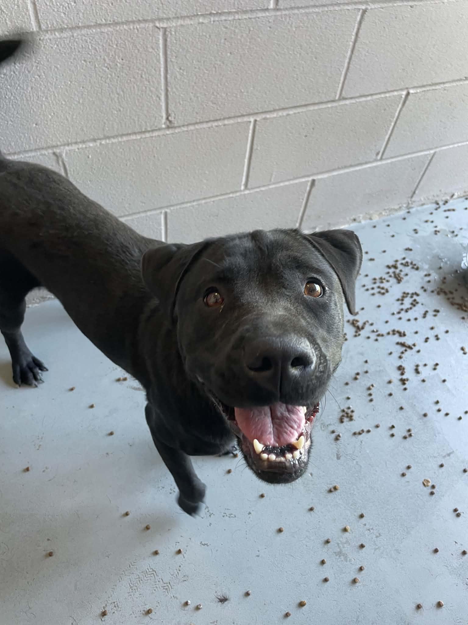 Abbie, a ADOPTABLE Pit Bull Terrier in Bishopville, SC image 2/2
