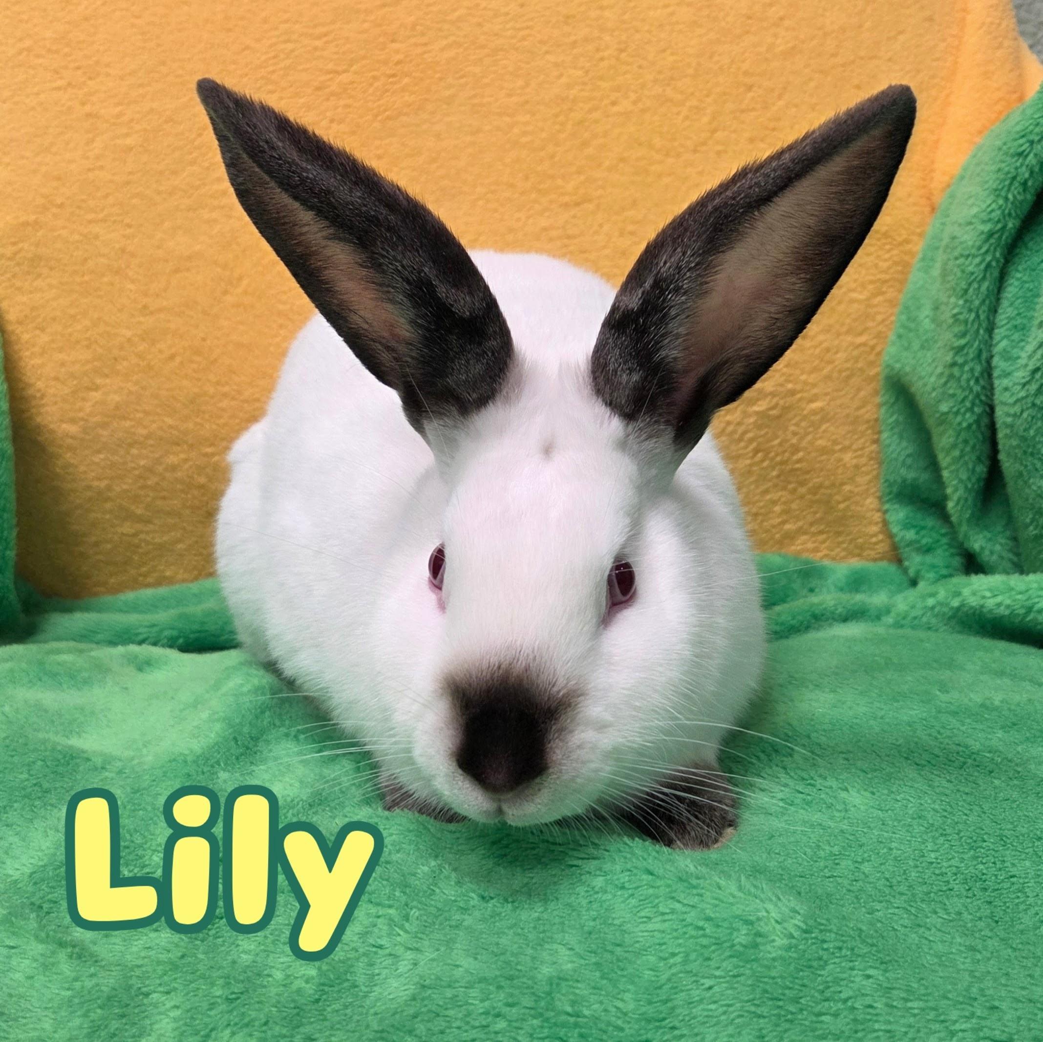 Enlarge Lily, a Adoptable Californian in Roseville, CA image 1/1