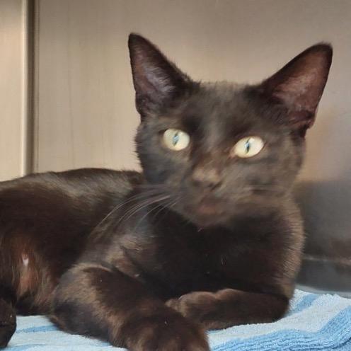 Grace, Adoptable, Young Female Domestic Short Hair.