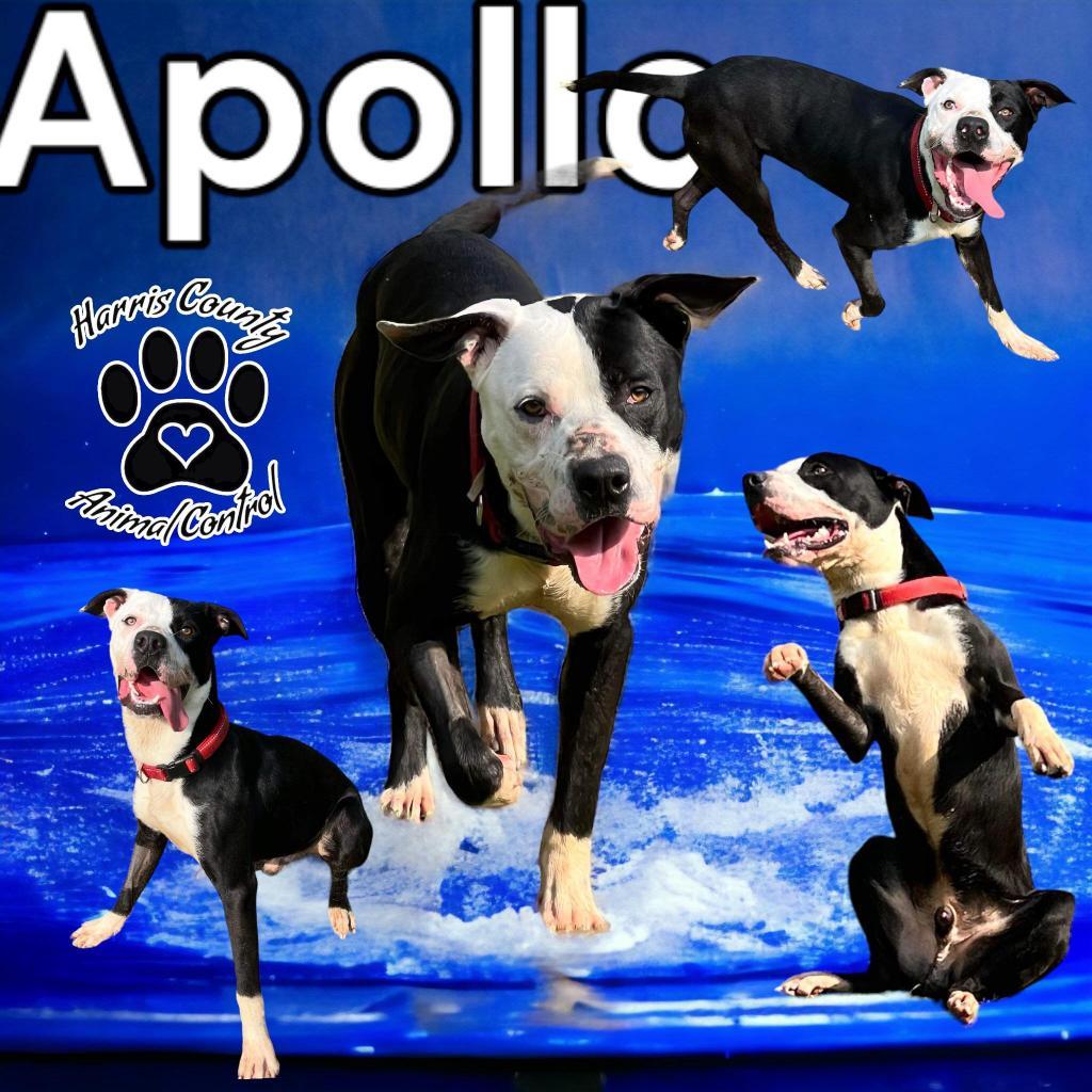 Apollo, Adoptable, Adult Male Mixed Breed.