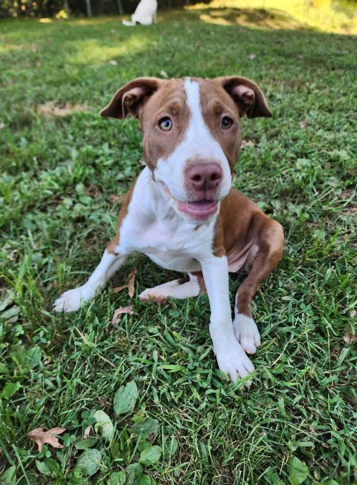 Enlarge Taylor, a Adopted mixed breed in Lexington, MO image 3/6