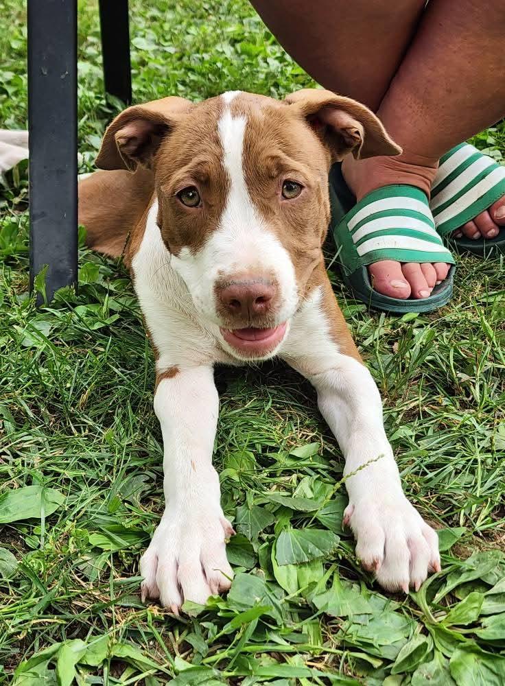 Enlarge Taylor, a Adopted mixed breed in Lexington, MO image 4/6