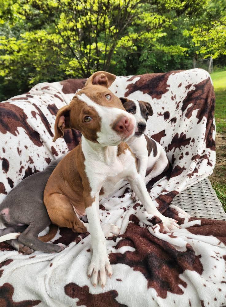Enlarge Taylor, a Adopted mixed breed in Lexington, MO image 5/6