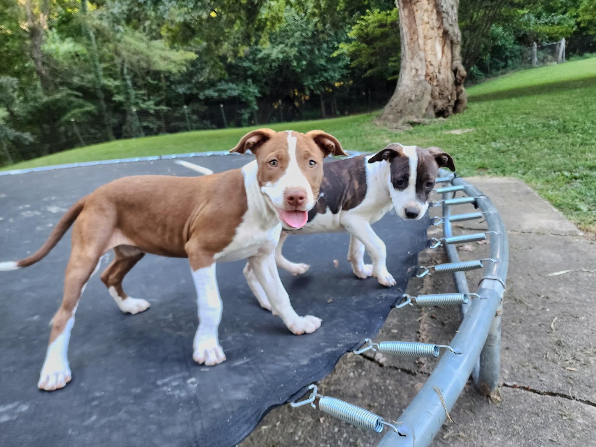 Enlarge Taylor, a Adopted mixed breed in Lexington, MO image 6/6