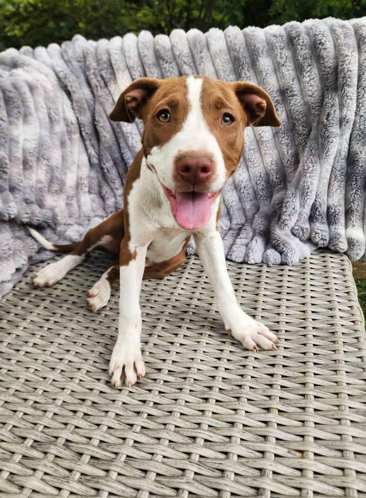 Enlarge Taylor, a Adopted mixed breed in Lexington, MO image 1/6