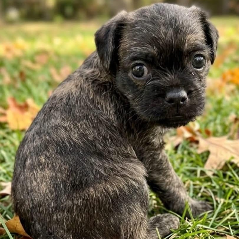 Enlarge Loretta, a Adoptable mixed breed in Rockwall, TX image 2/3