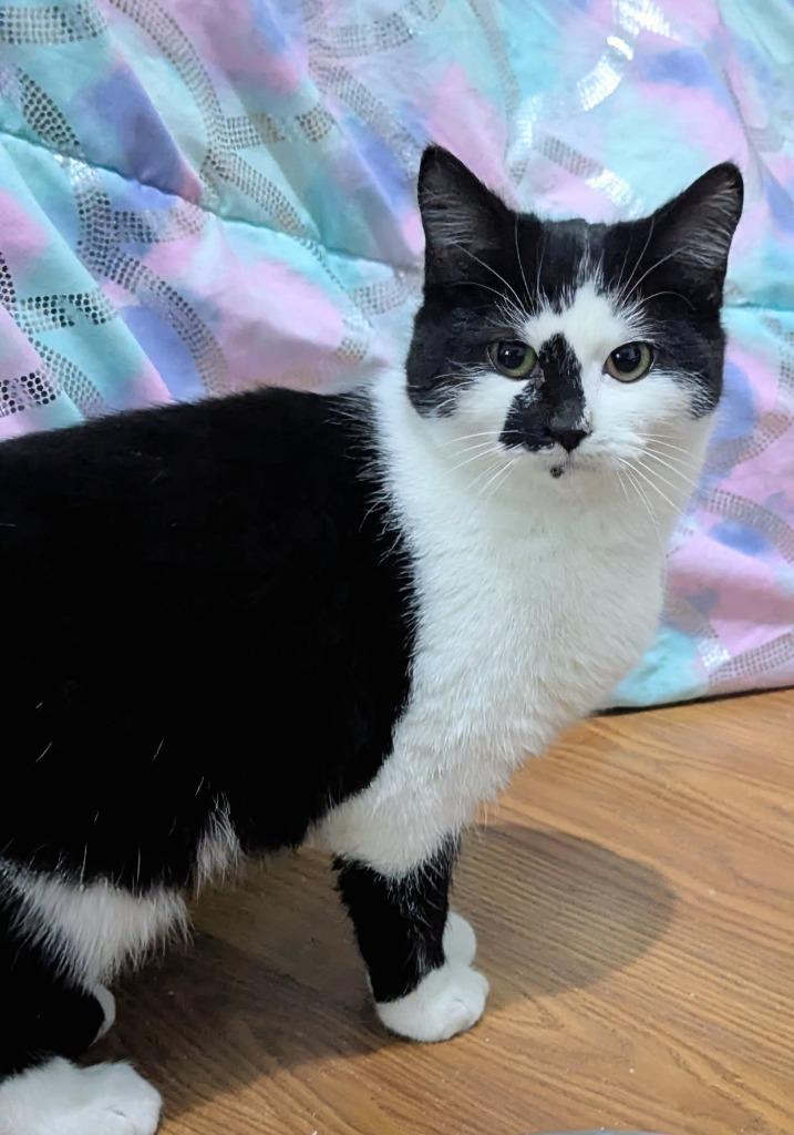 Enlarge Maxine 2, a Adoptable Domestic Short Hair in Arthur, ON image 1/4