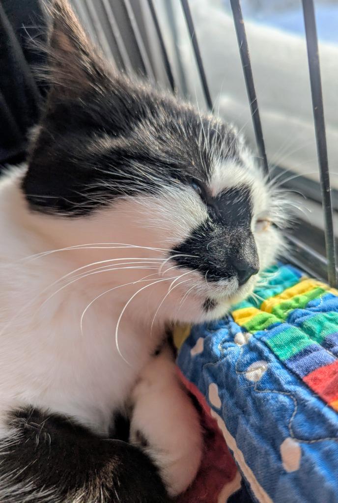 Enlarge Maxine 2, a Adoptable Domestic Short Hair in Arthur, ON image 2/4