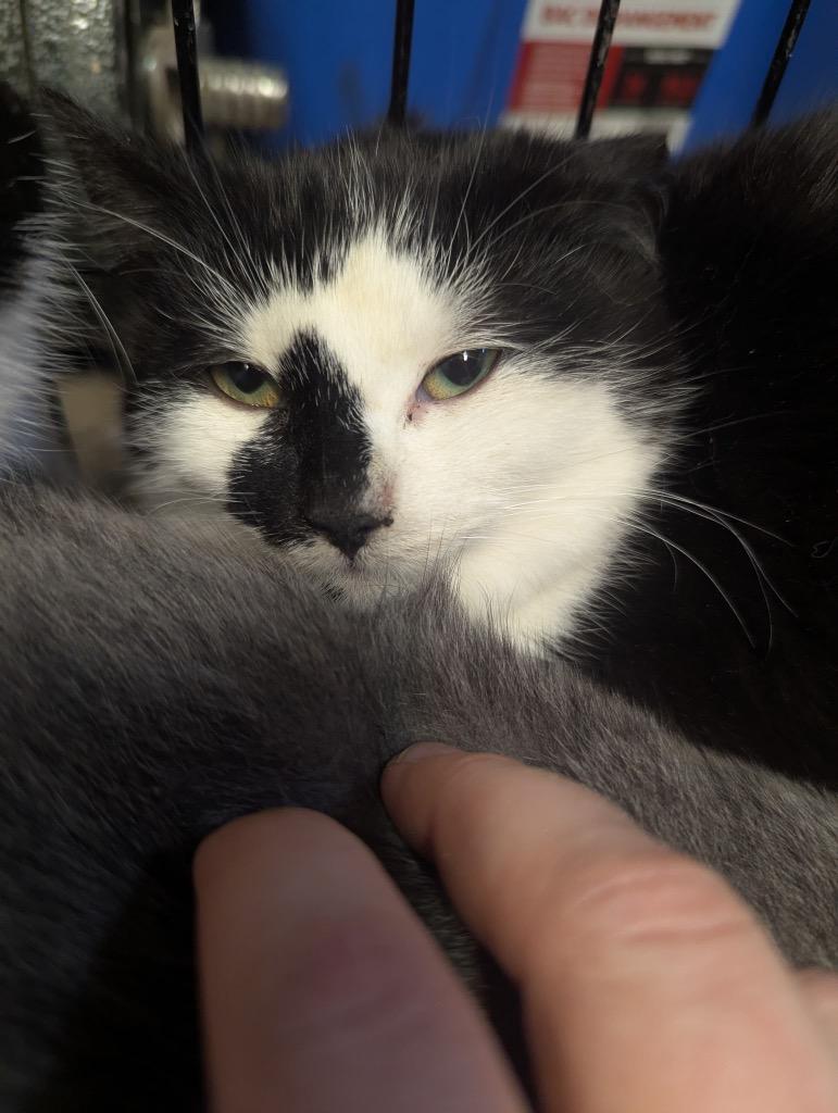 Enlarge Maxine 2, a Adoptable Domestic Short Hair in Arthur, ON image 3/4