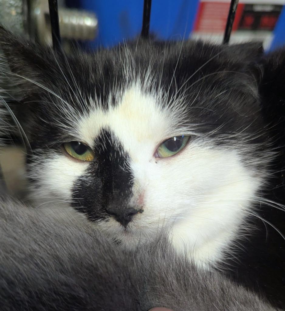 Enlarge Maxine 2, a Adoptable Domestic Short Hair in Arthur, ON image 4/4