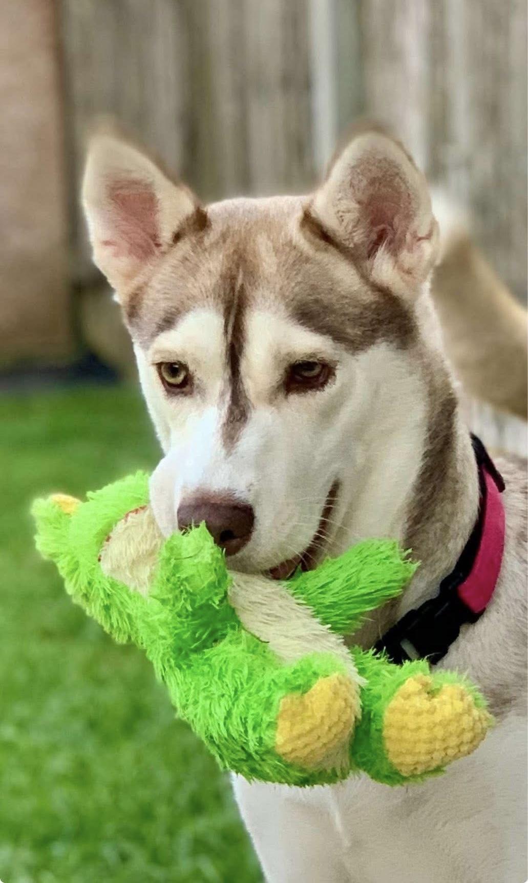 Enlarge Cassie, a ADOPTABLE mixed breed in Cypress, TX image 1/6