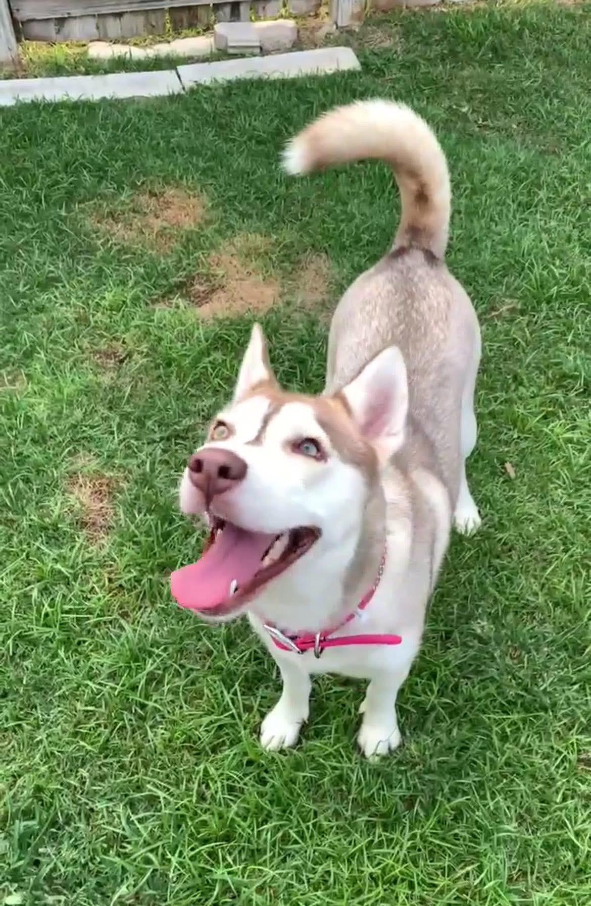 Enlarge Cassie, a ADOPTABLE mixed breed in Cypress, TX image 2/6