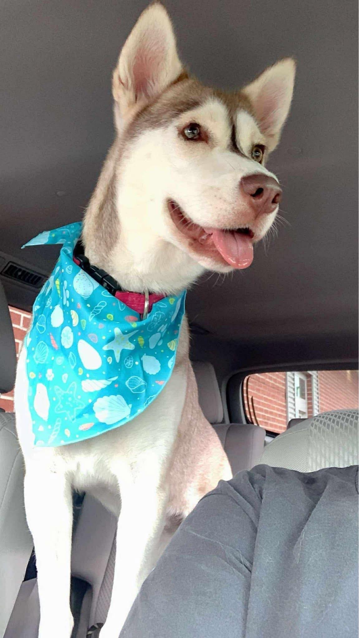 Enlarge Cassie, a ADOPTABLE mixed breed in Cypress, TX image 6/6