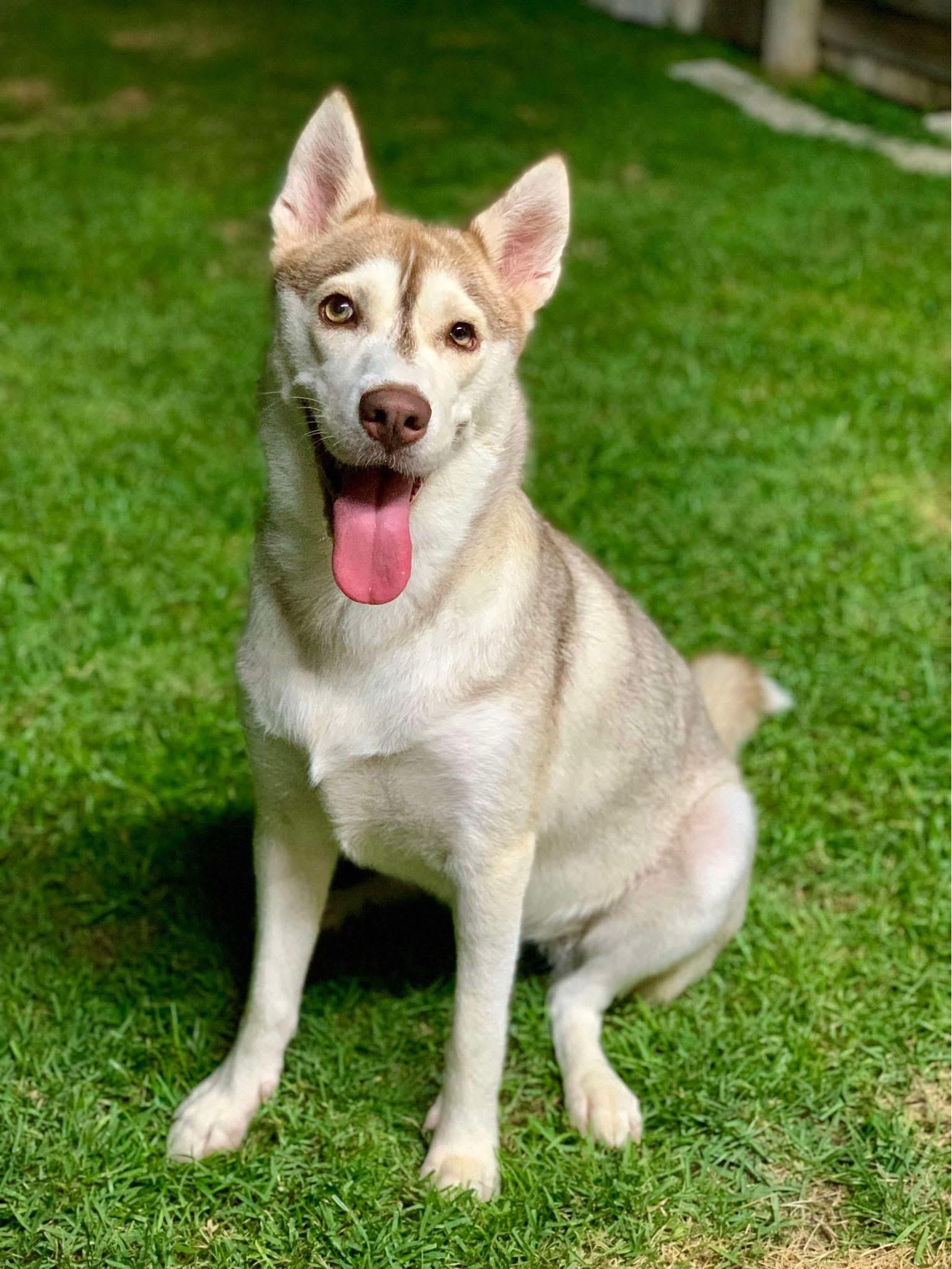 Enlarge Cassie, a ADOPTABLE mixed breed in Cypress, TX image 5/6