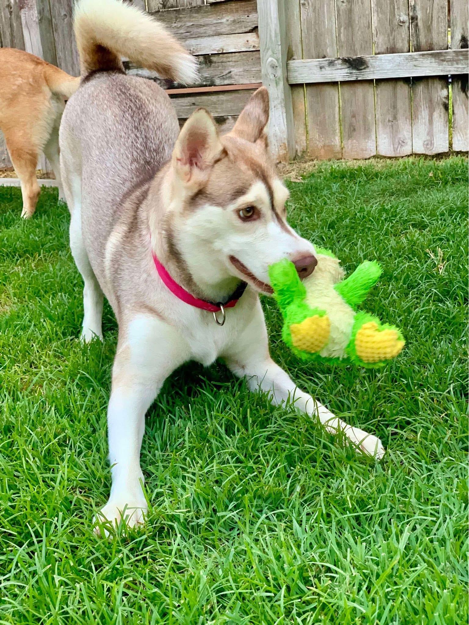 Enlarge Cassie, a ADOPTABLE mixed breed in Cypress, TX image 3/6