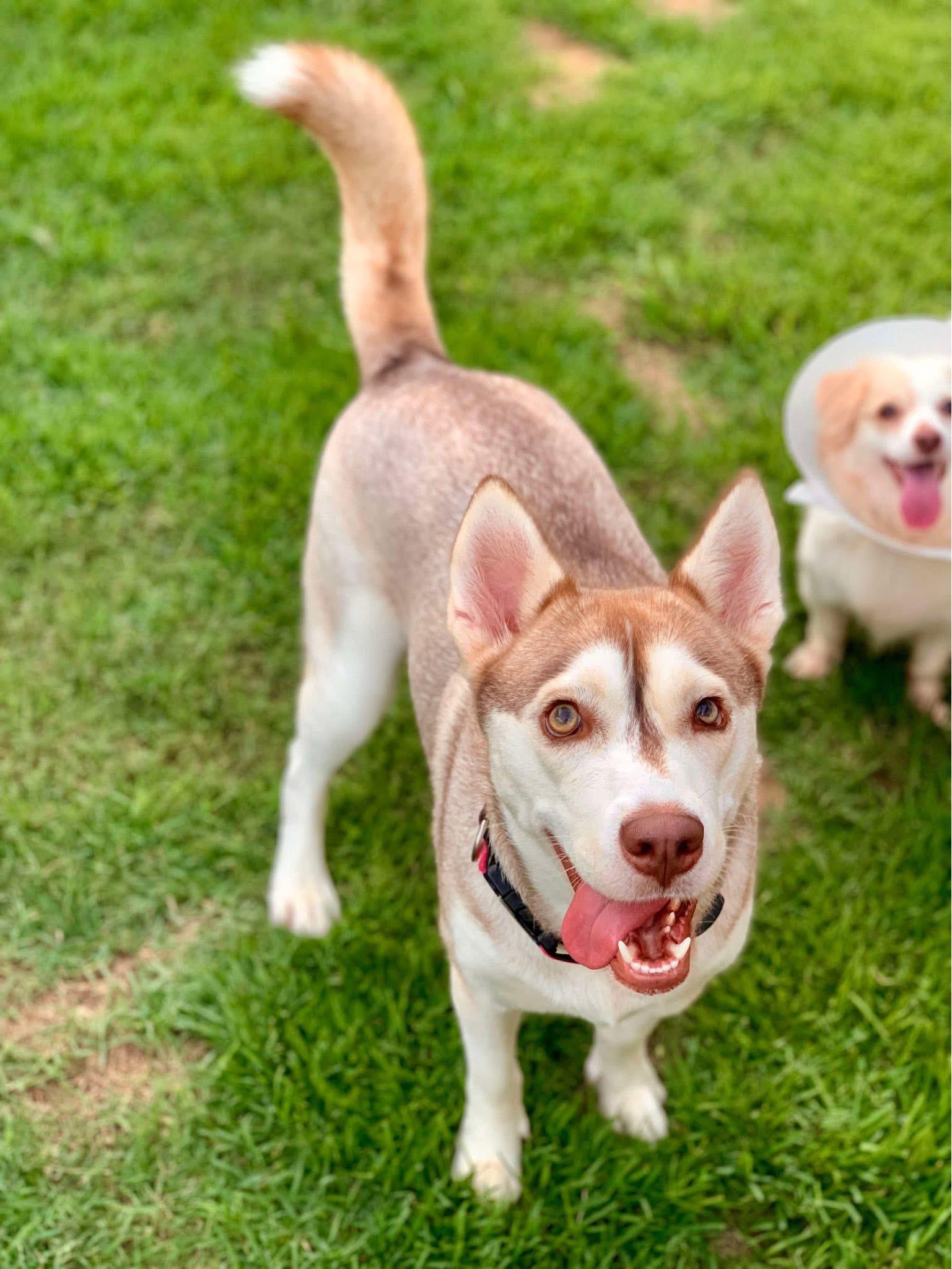 Enlarge Cassie, a ADOPTABLE mixed breed in Cypress, TX image 4/6