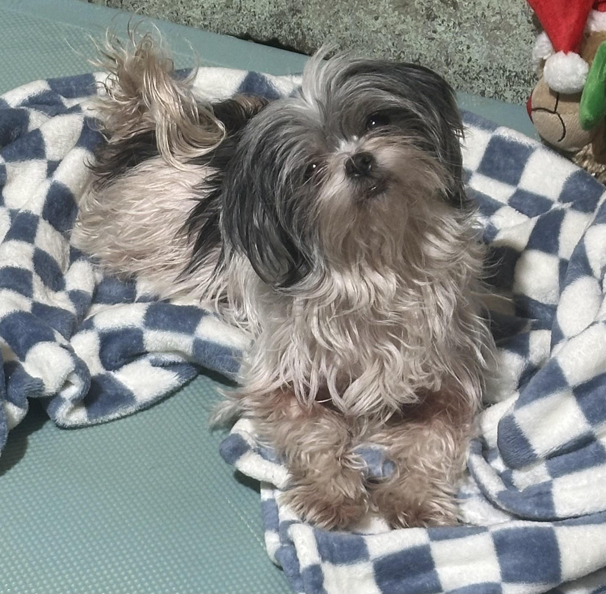 Sadie, ADOPTABLE, Adult Female Shih Tzu.