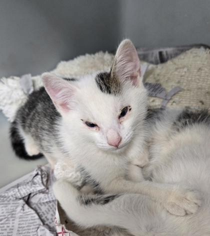 Opossum 676-26, Adoptable, Kitten Male Domestic Short Hair & Domestic Short Hair.