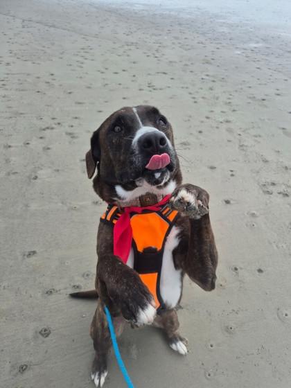 Enlarge Linus, a Adoptable mixed breed in Brunswick, GA image 1/3