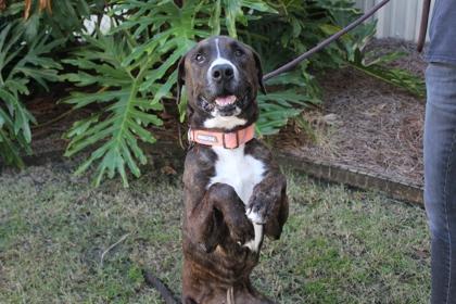 Linus, Adoptable, Adult Male American Bulldog & Mixed Breed.