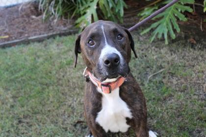 Linus, a Adoptable mixed breed in Brunswick, GA image 2/2