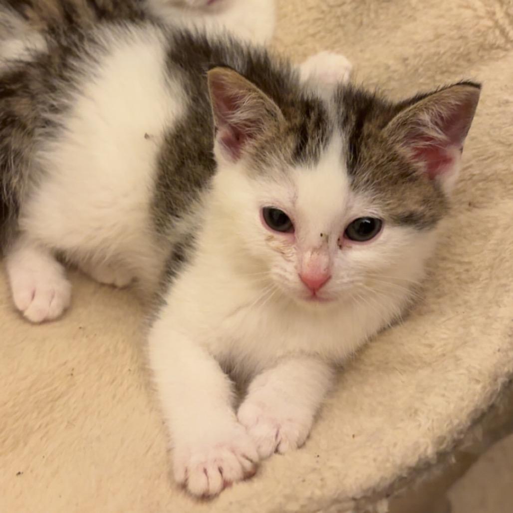 Eugene, a ADOPTABLE Domestic Short Hair in Crookston, MN image 2/5