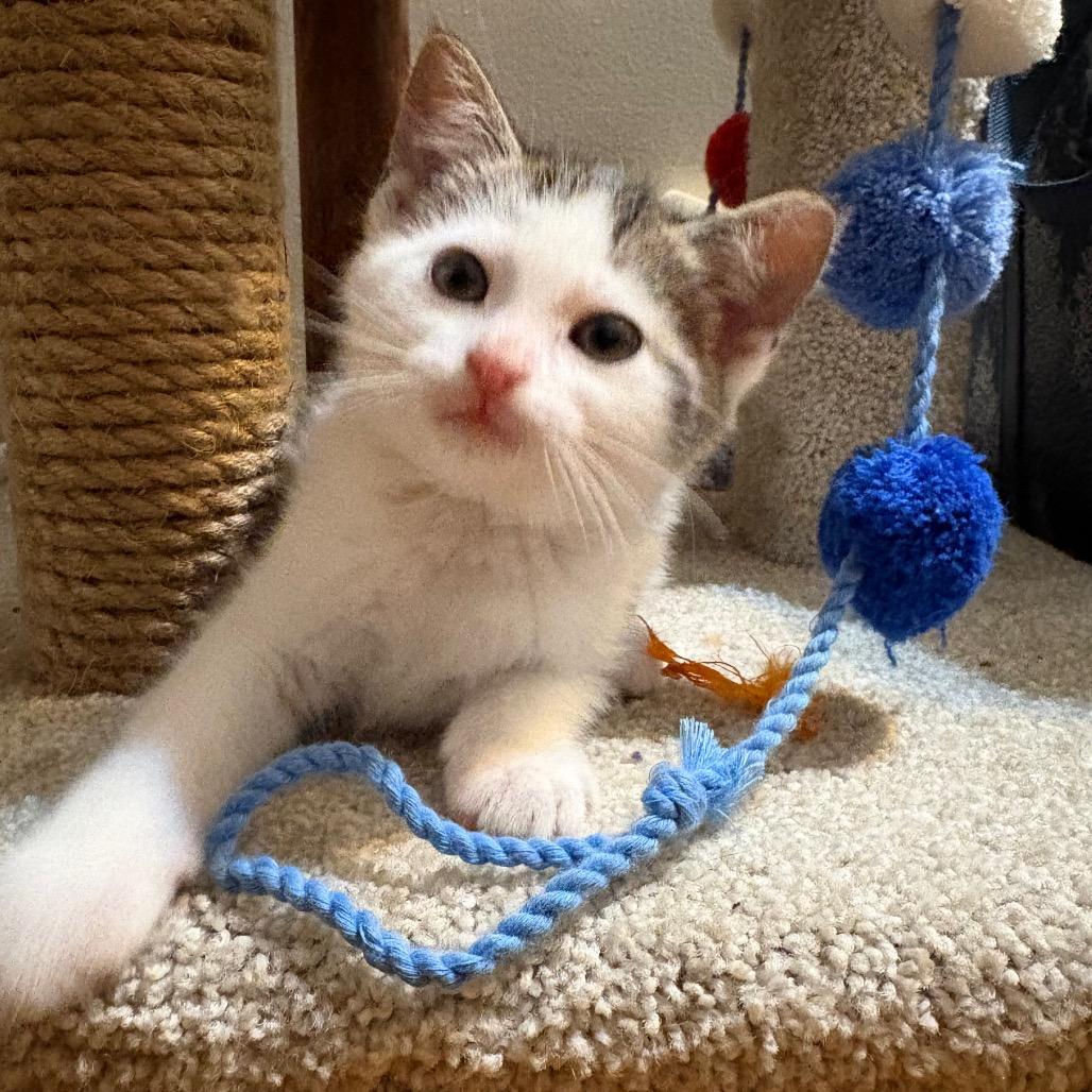 Eugene, a ADOPTABLE Domestic Short Hair in Crookston, MN image 3/5
