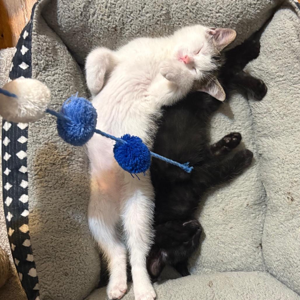 Eugene, a ADOPTABLE Domestic Short Hair in Crookston, MN image 4/5