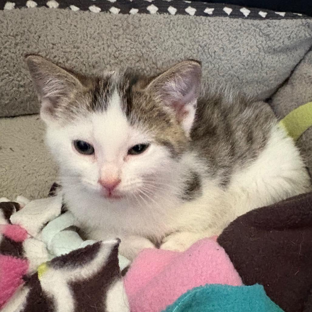 Eugene, ADOPTABLE, Young Male Domestic Short Hair.