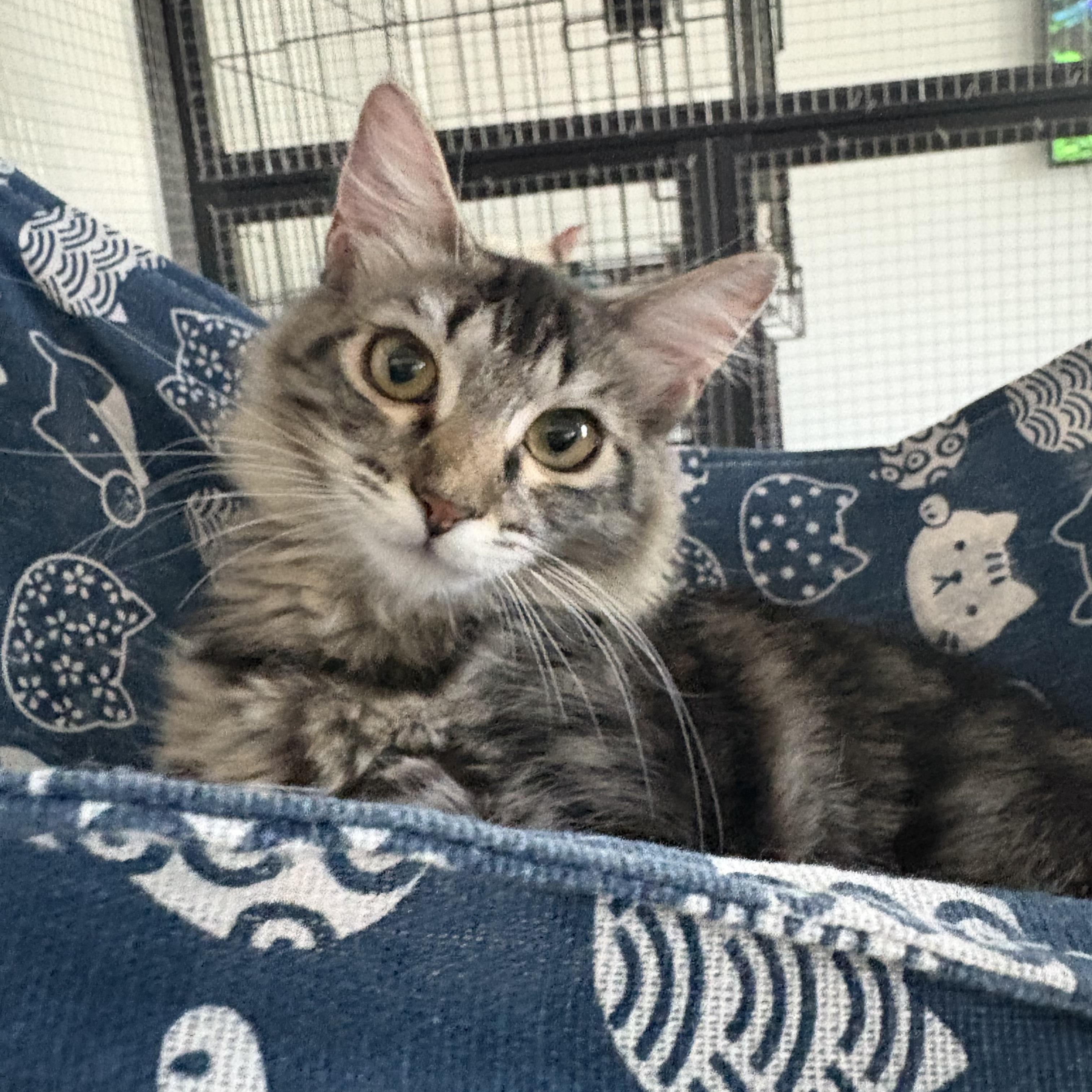 Bella, Adoptable, Young Female Domestic Medium Hair.