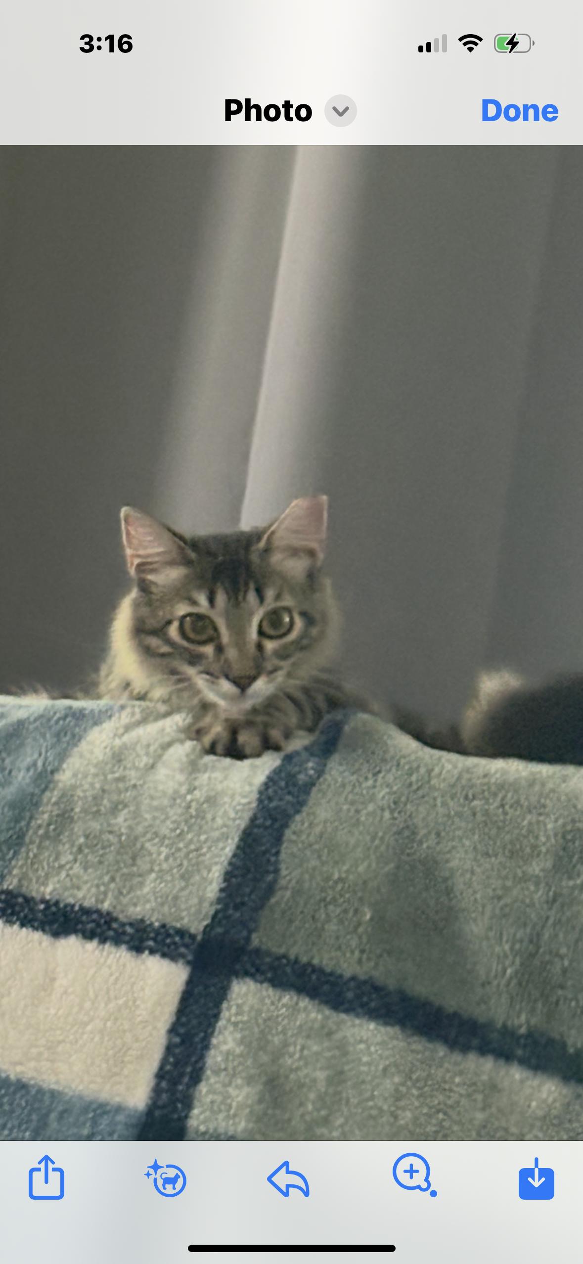 Bella, a Adoptable Domestic Medium Hair in Phoenix, AZ image 2/3