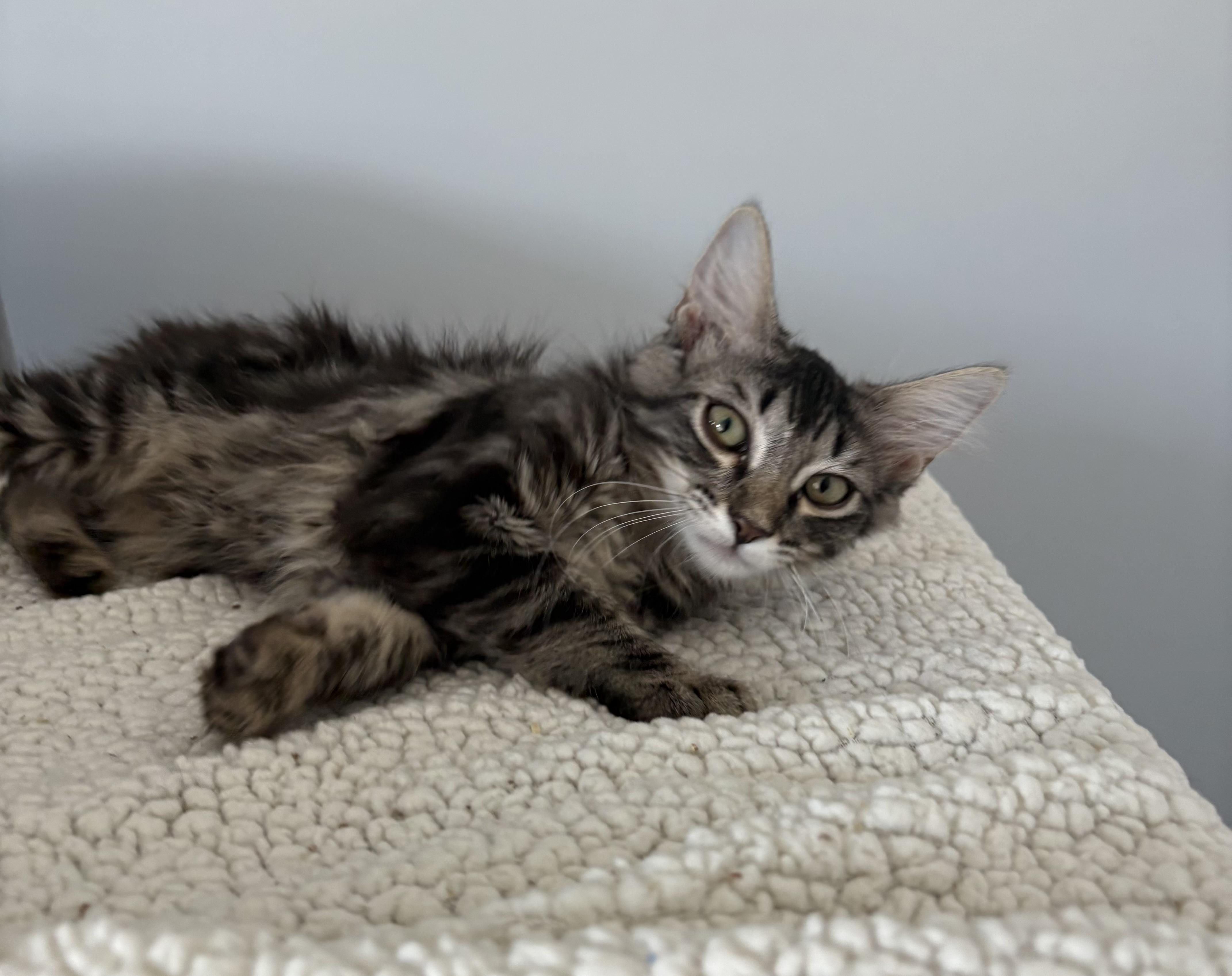 Bella, a Adoptable Domestic Medium Hair in Phoenix, AZ image 3/3
