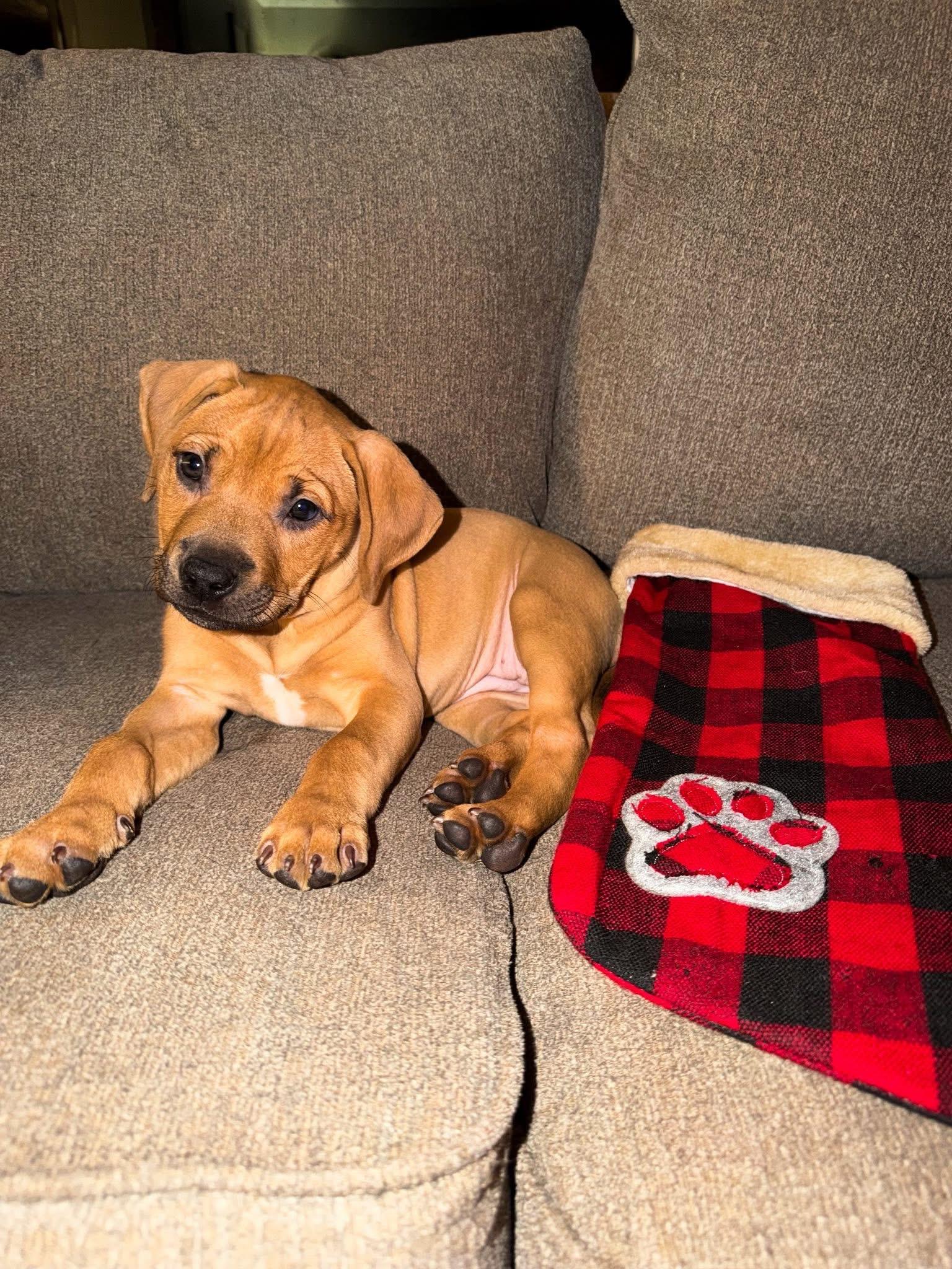 Enlarge Rebel, a ADOPTABLE mixed breed in Algonquin, IL image 4/4