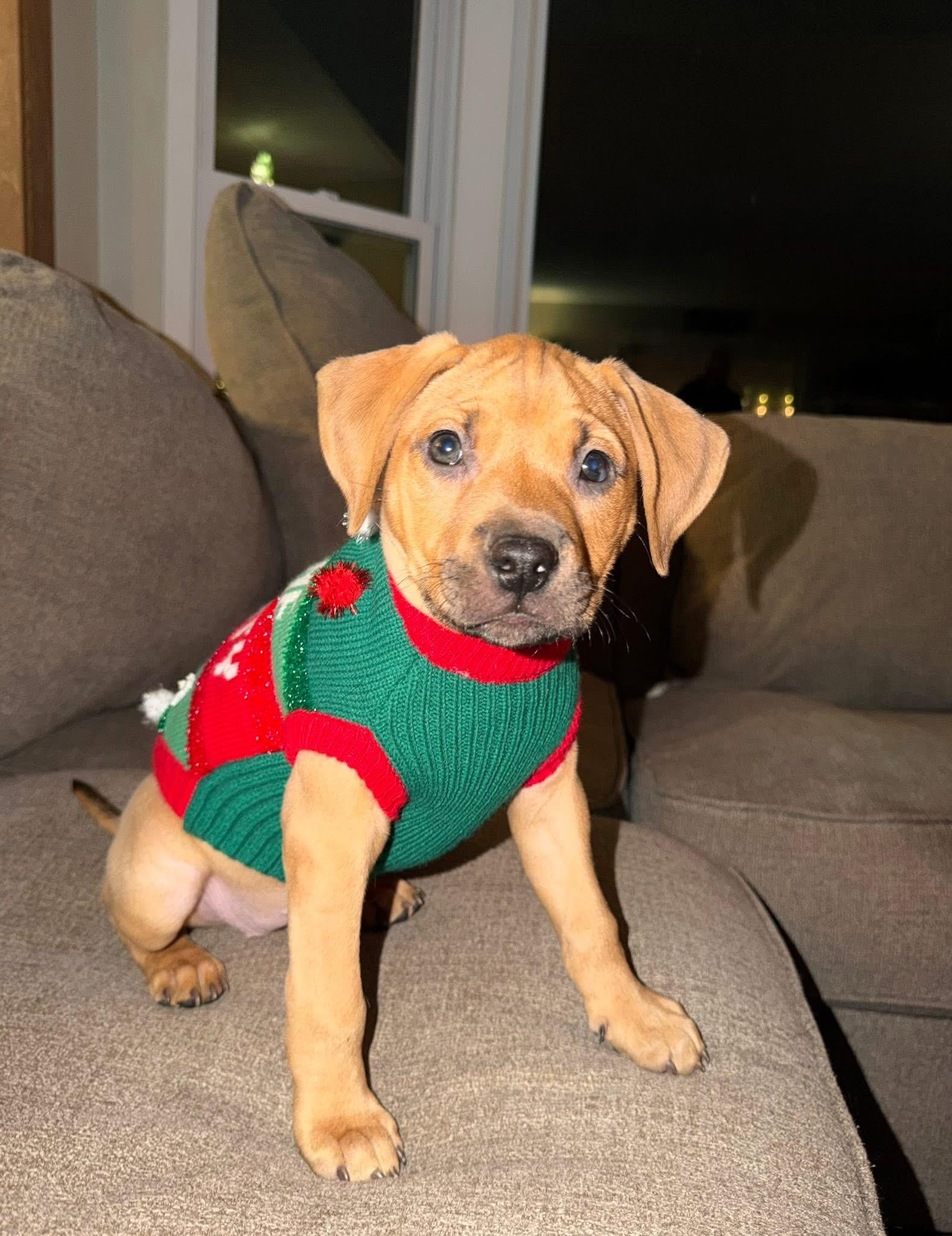 Rebel, ADOPTABLE, Young Female Redbone Coonhound & American Bulldog.