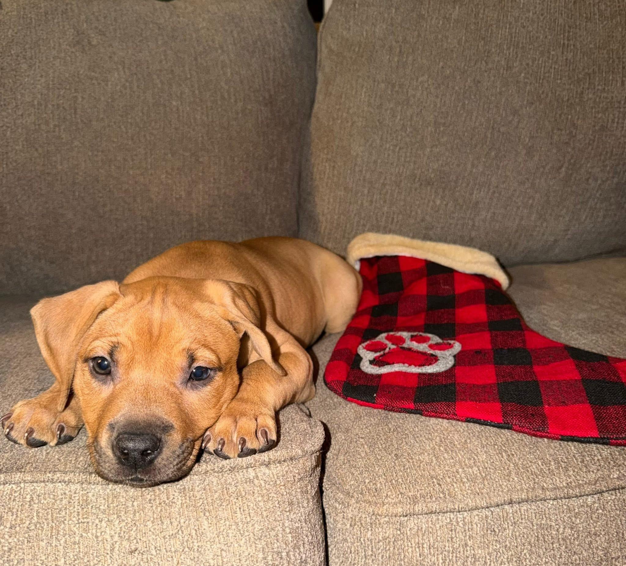 Enlarge Rebel, a ADOPTABLE mixed breed in Algonquin, IL image 2/4