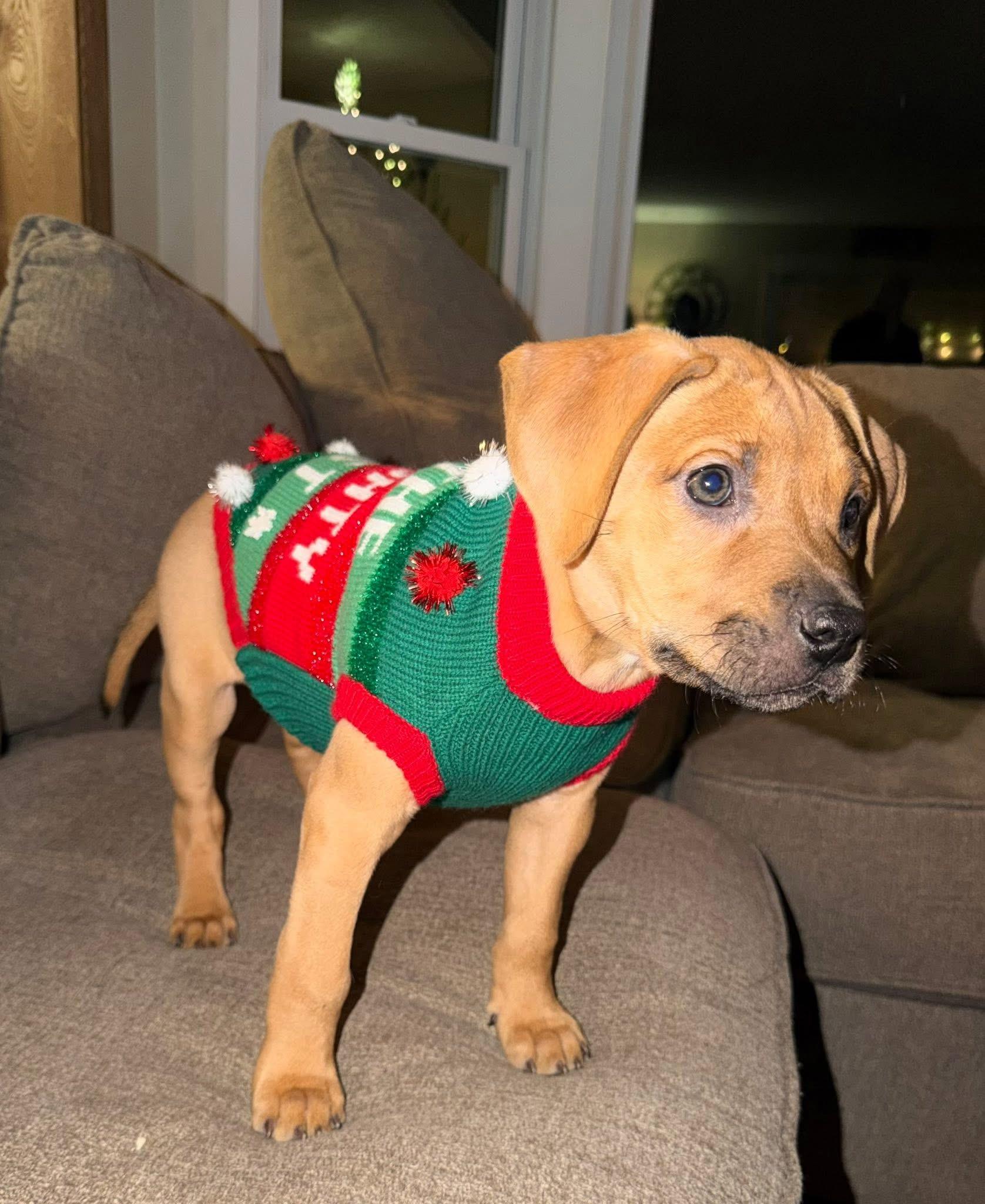 Enlarge Rebel, a ADOPTABLE mixed breed in Algonquin, IL image 3/4