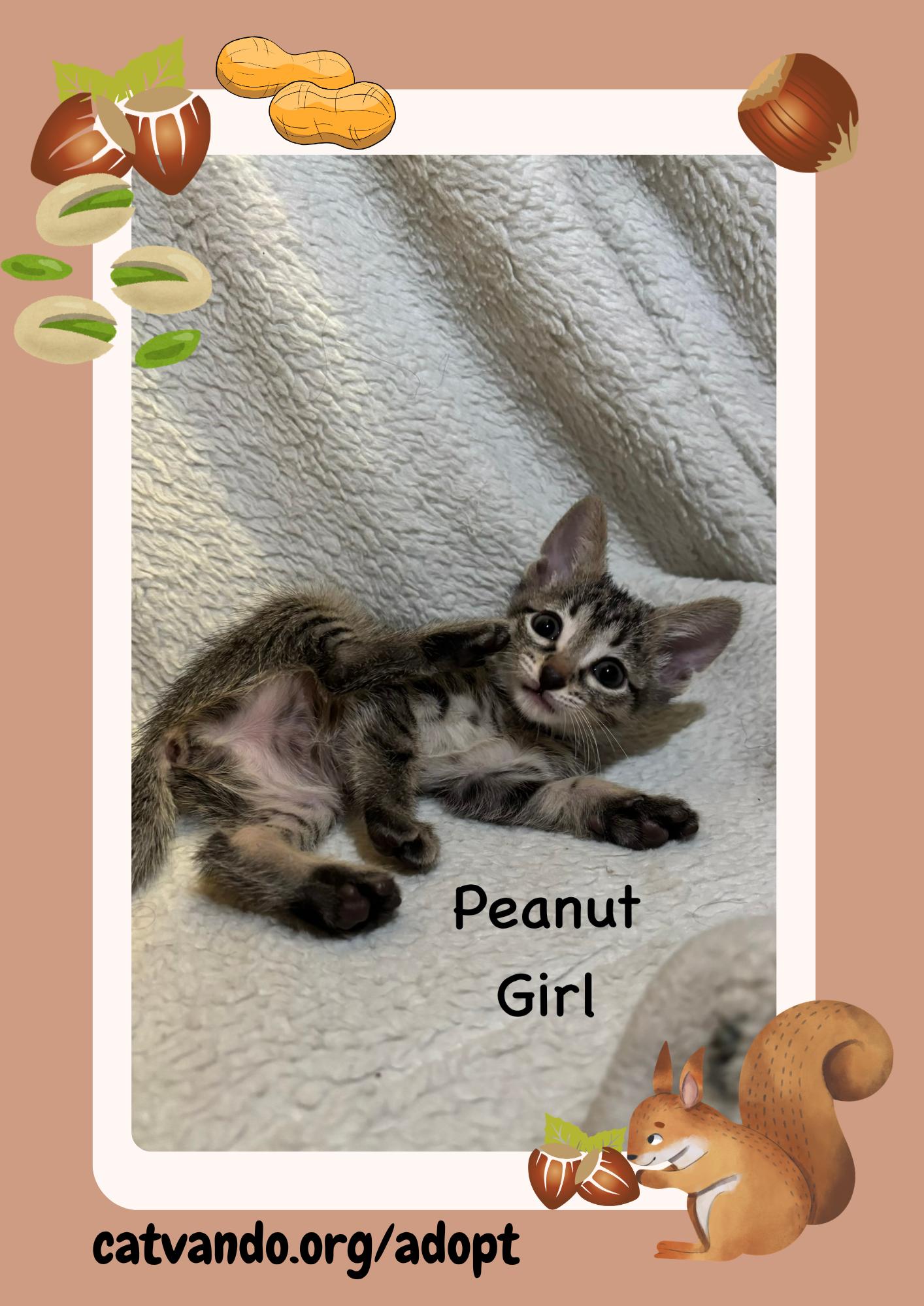 Peanut, Adopted, Kitten Female Tabby.