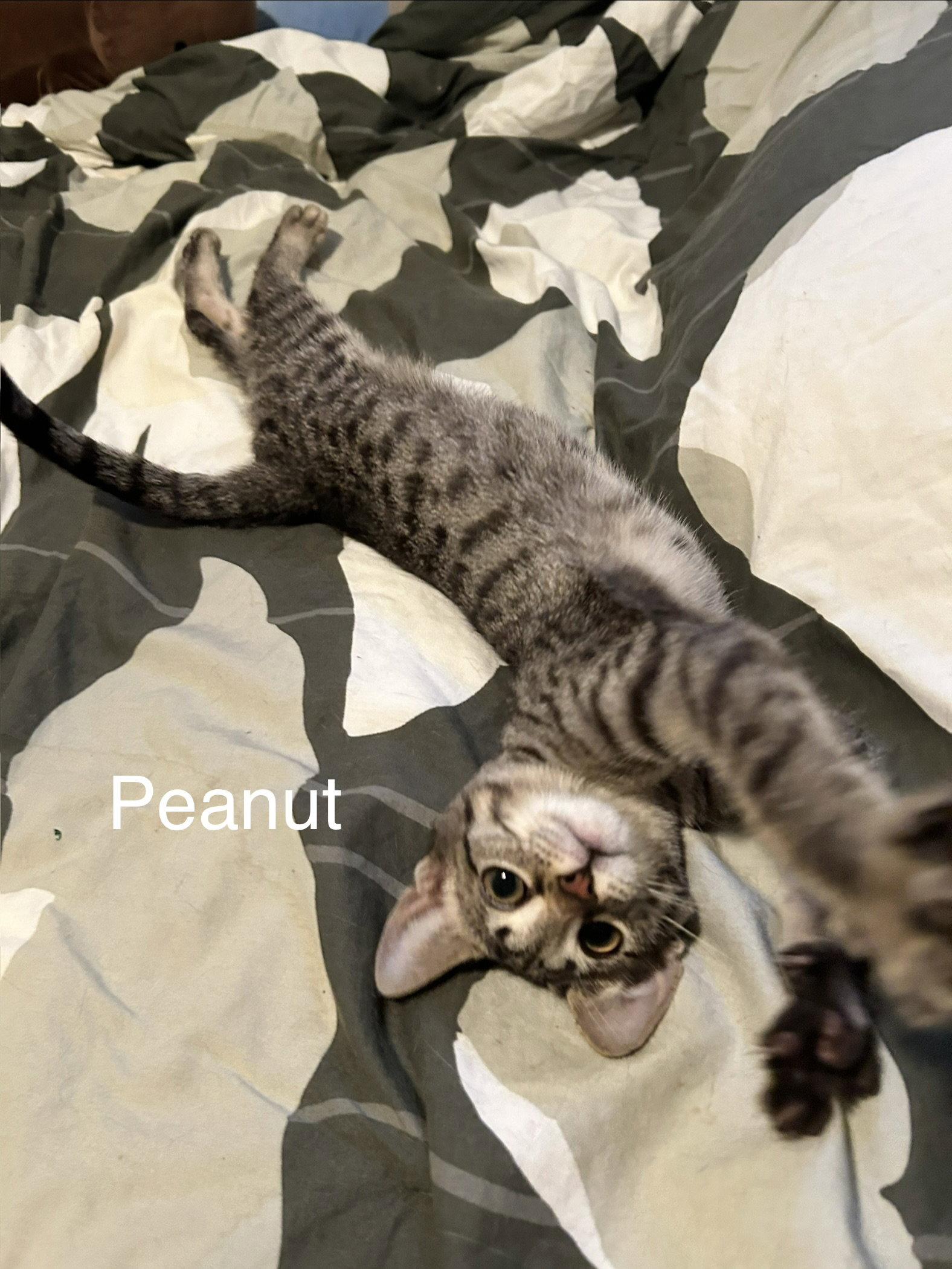 Enlarge Peanut, a Adopted Tabby in Maywood, IL image 2/3