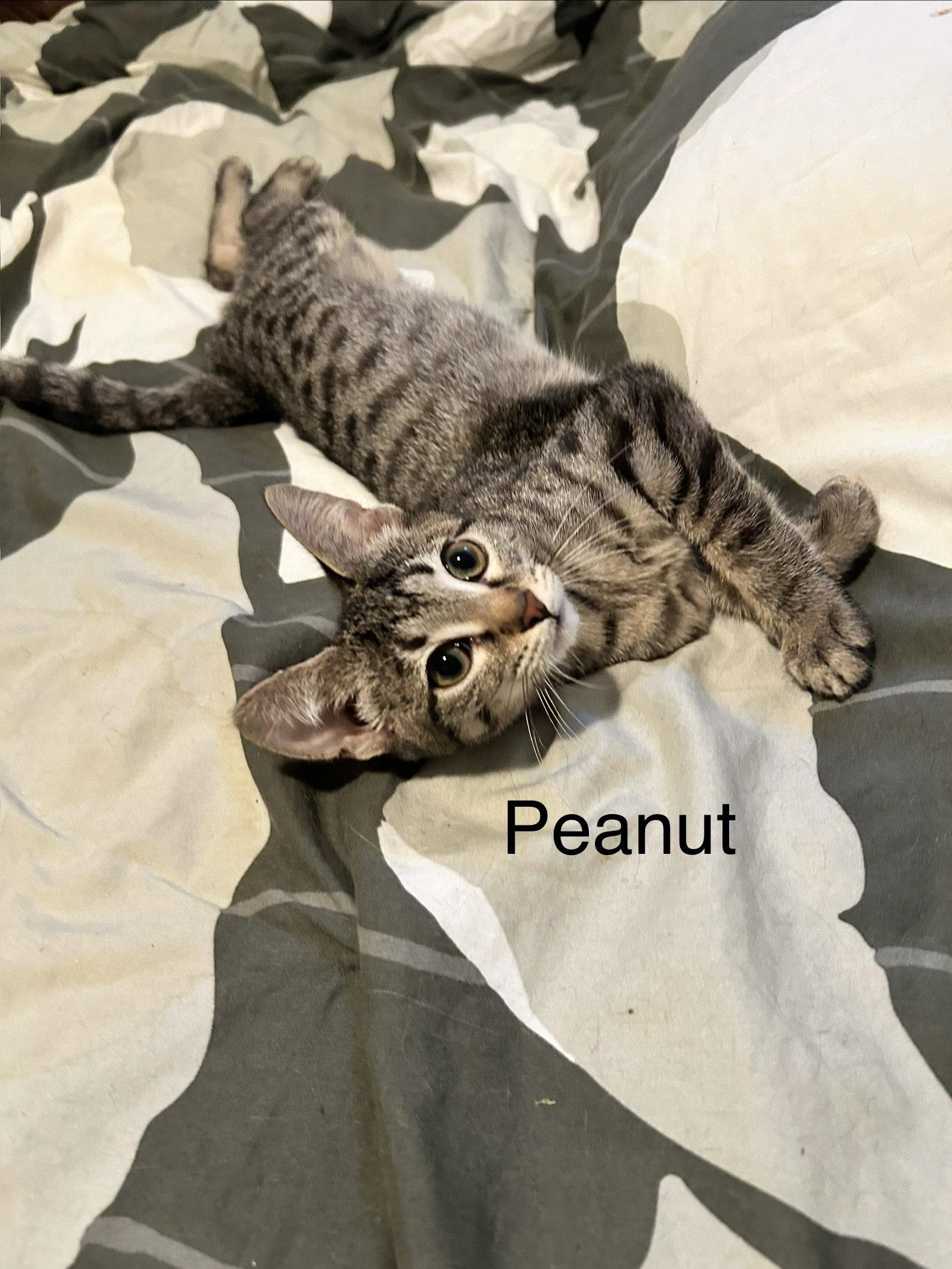 Enlarge Peanut, a Adopted Tabby in Maywood, IL image 3/3