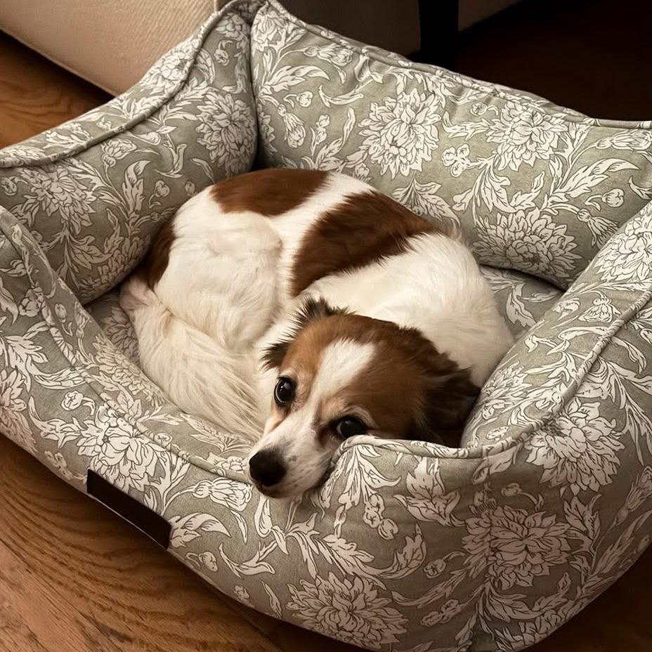 ZIP, Adoptable, Adult Female Chihuahua & Papillon.