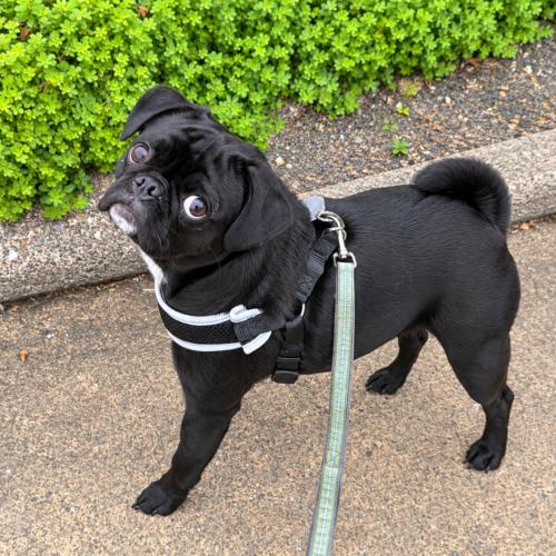 Johnny, Adoptable, Young Male Pug.