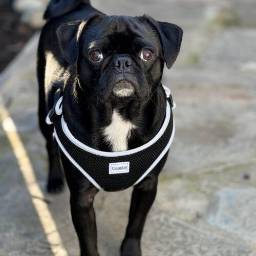 Enlarge Johnny, a Adoptable Pug in Seattle, WA image 2/2