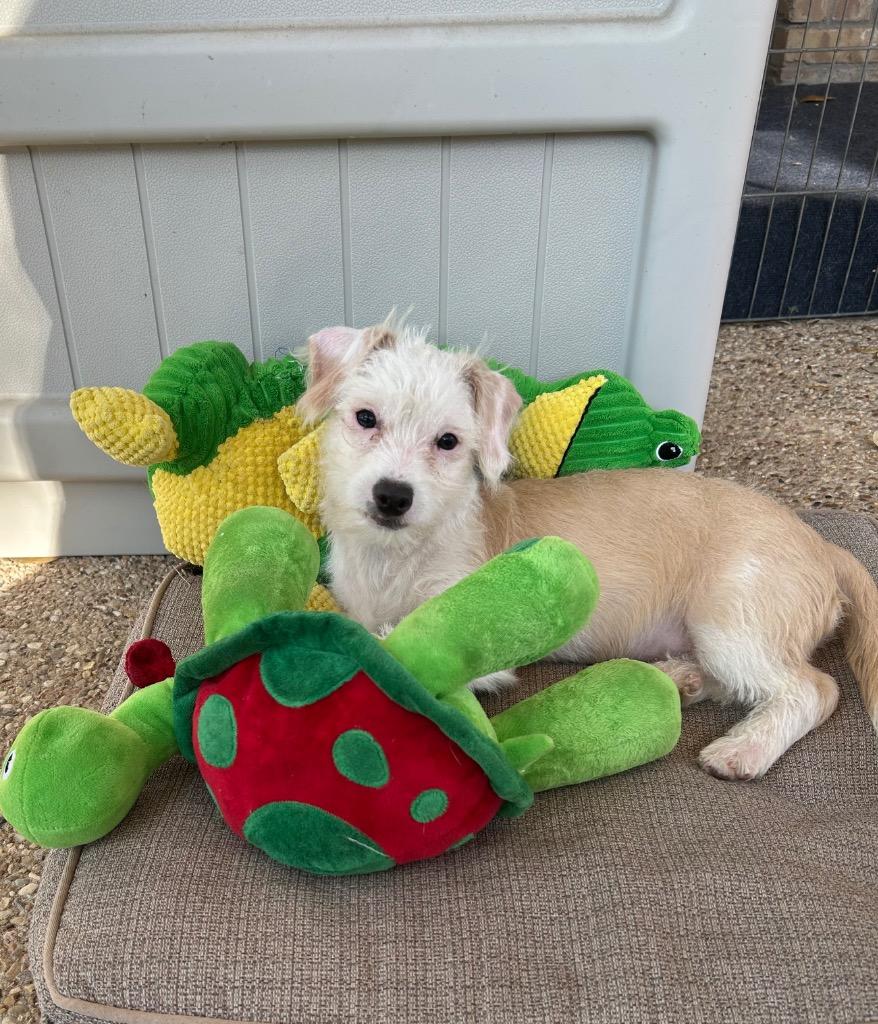 Enlarge Wyatt, a Adoptable Terrier in Leander, TX image 1/6