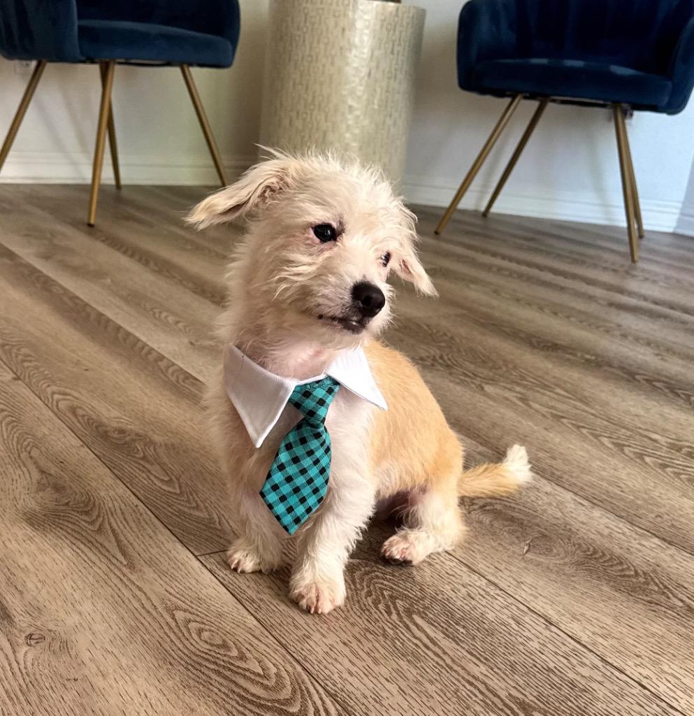 Enlarge Wyatt, a Adoptable Terrier in Leander, TX image 2/6