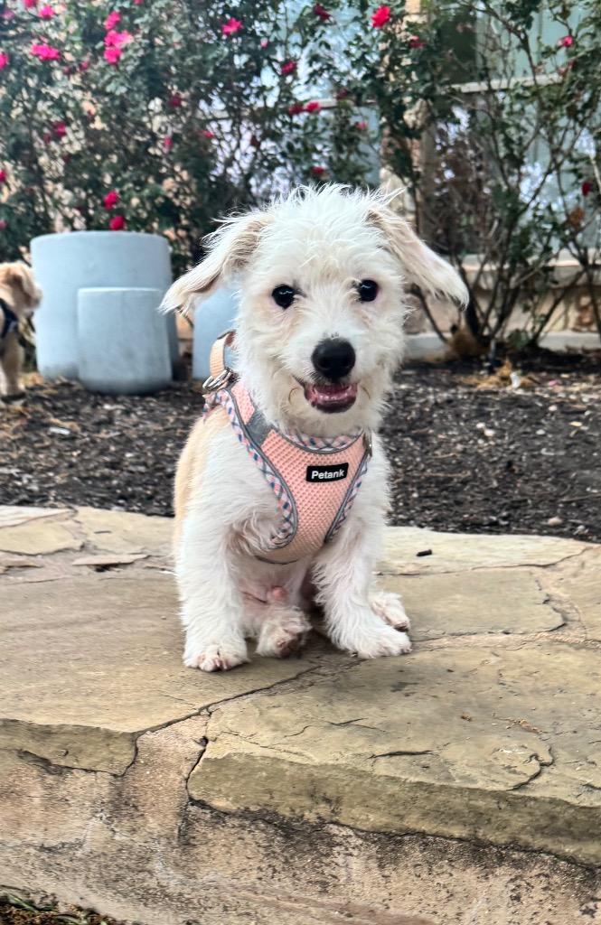 Enlarge Wyatt, a Adoptable Terrier in Leander, TX image 3/6