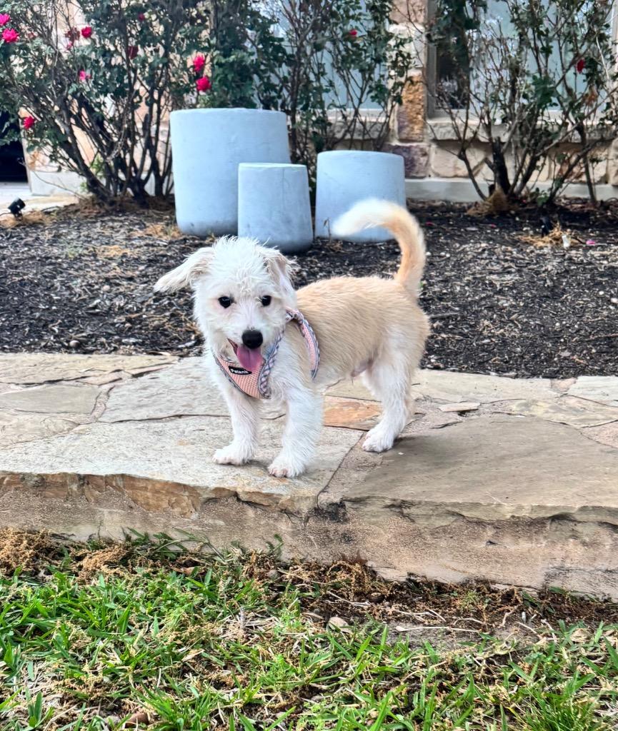 Enlarge Wyatt, a Adoptable Terrier in Leander, TX image 4/6