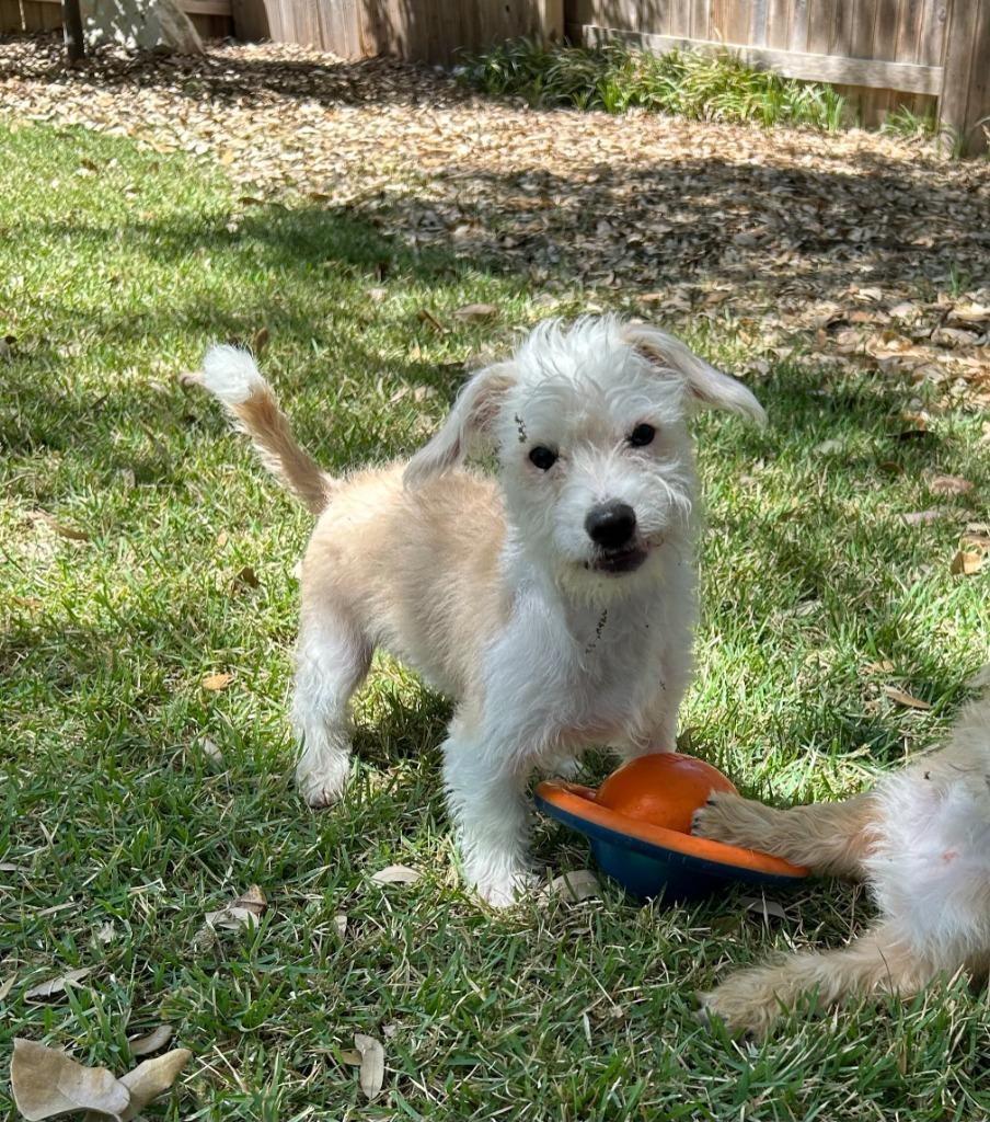 Enlarge Wyatt, a Adoptable Terrier in Leander, TX image 5/6