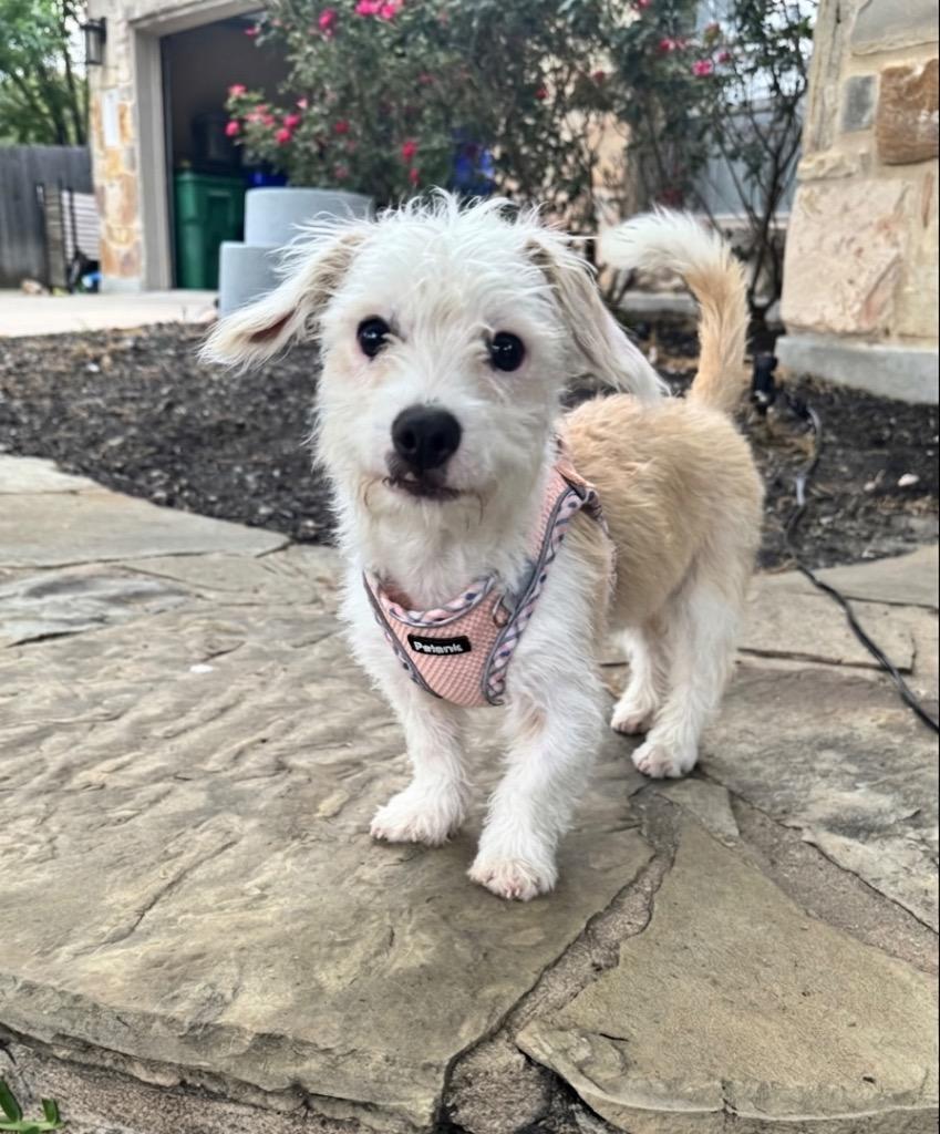 Enlarge Wyatt, a Adoptable Terrier in Leander, TX image 6/6