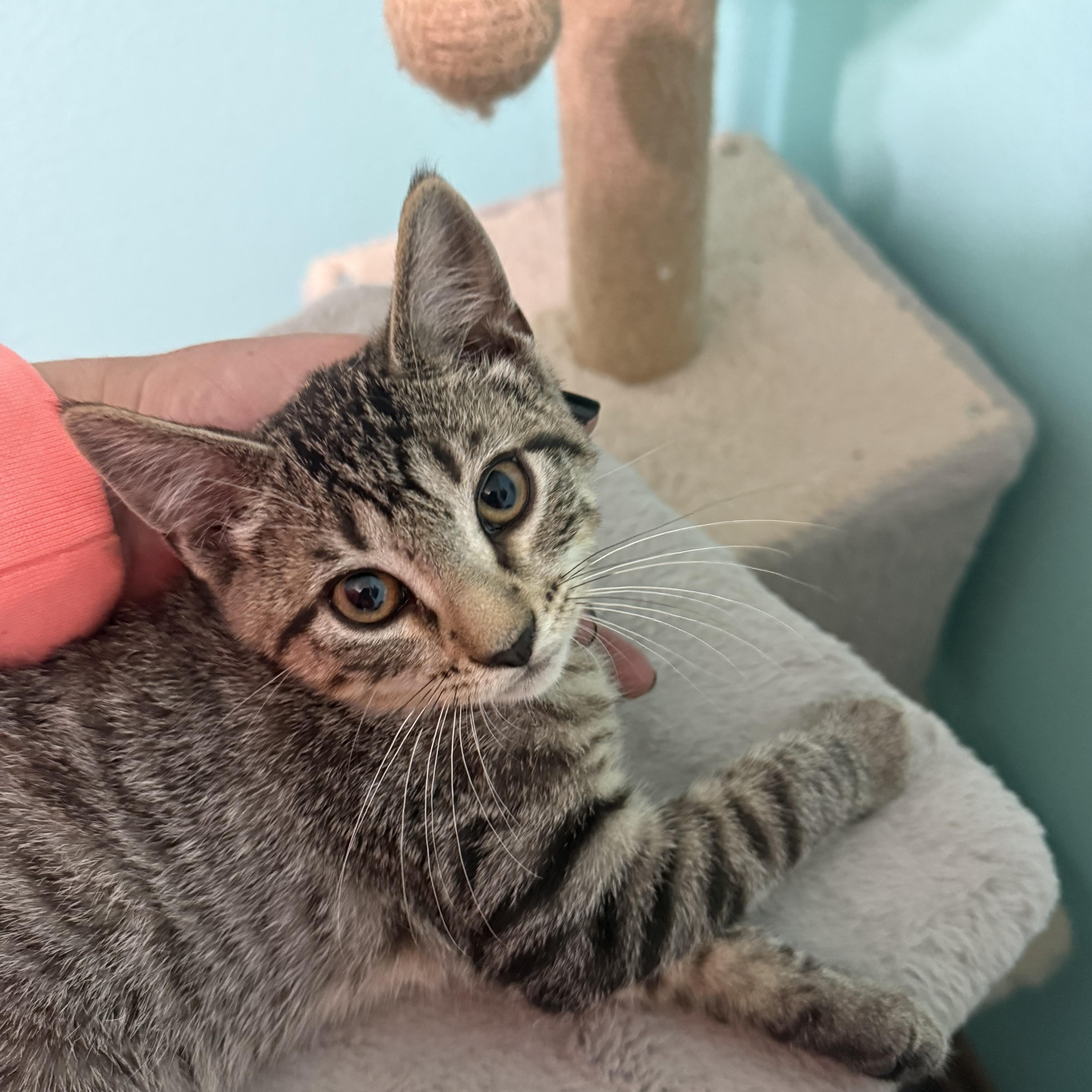 Enlarge Peanut Butter, a Adoptable mixed breed in Omaha, NE image 1/2