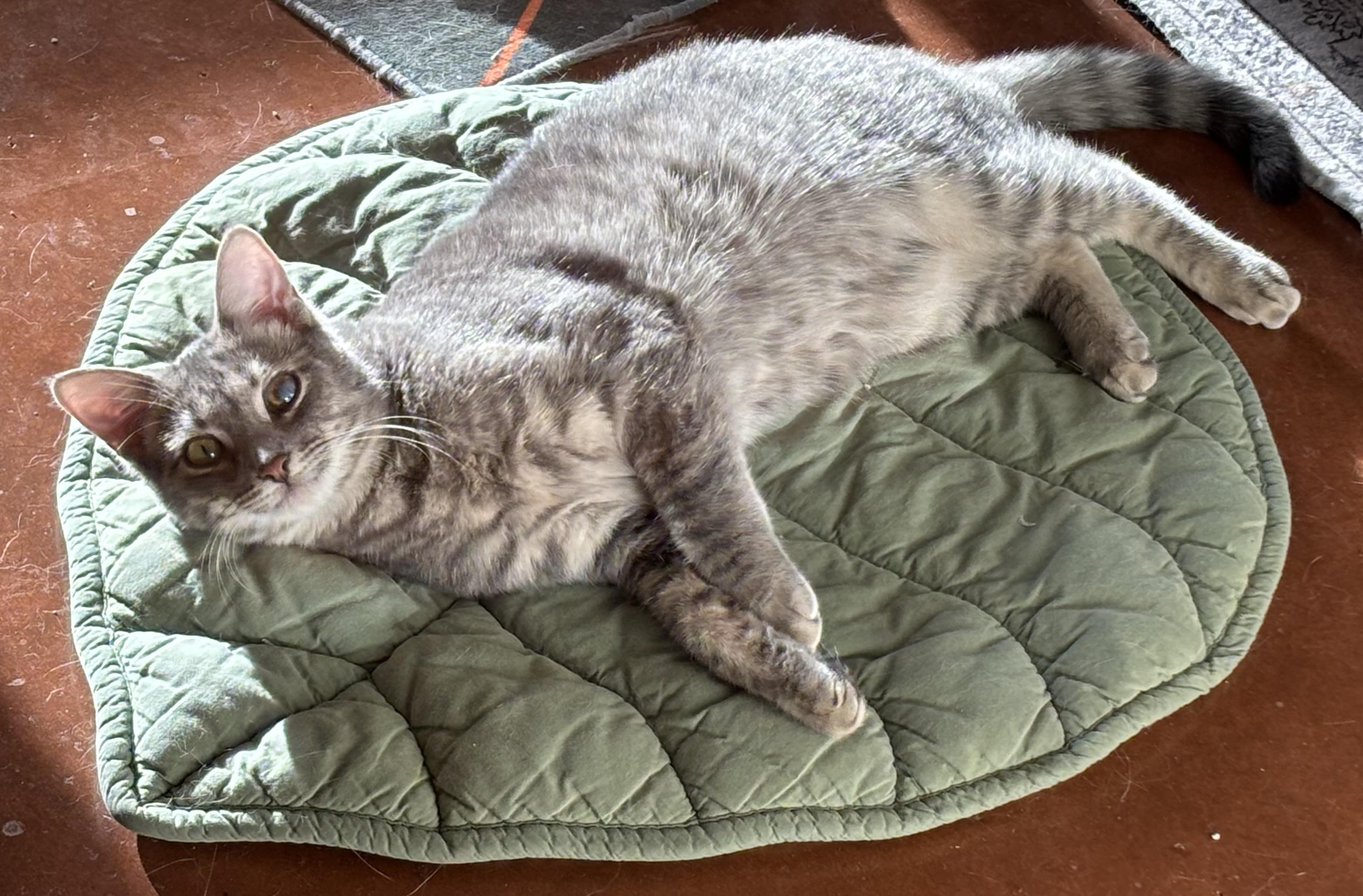 Enlarge Danny, a Adoptable Domestic Short Hair in Sierra Vista, AZ image 3/6